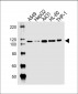 CARD6 Antibody (Center)
